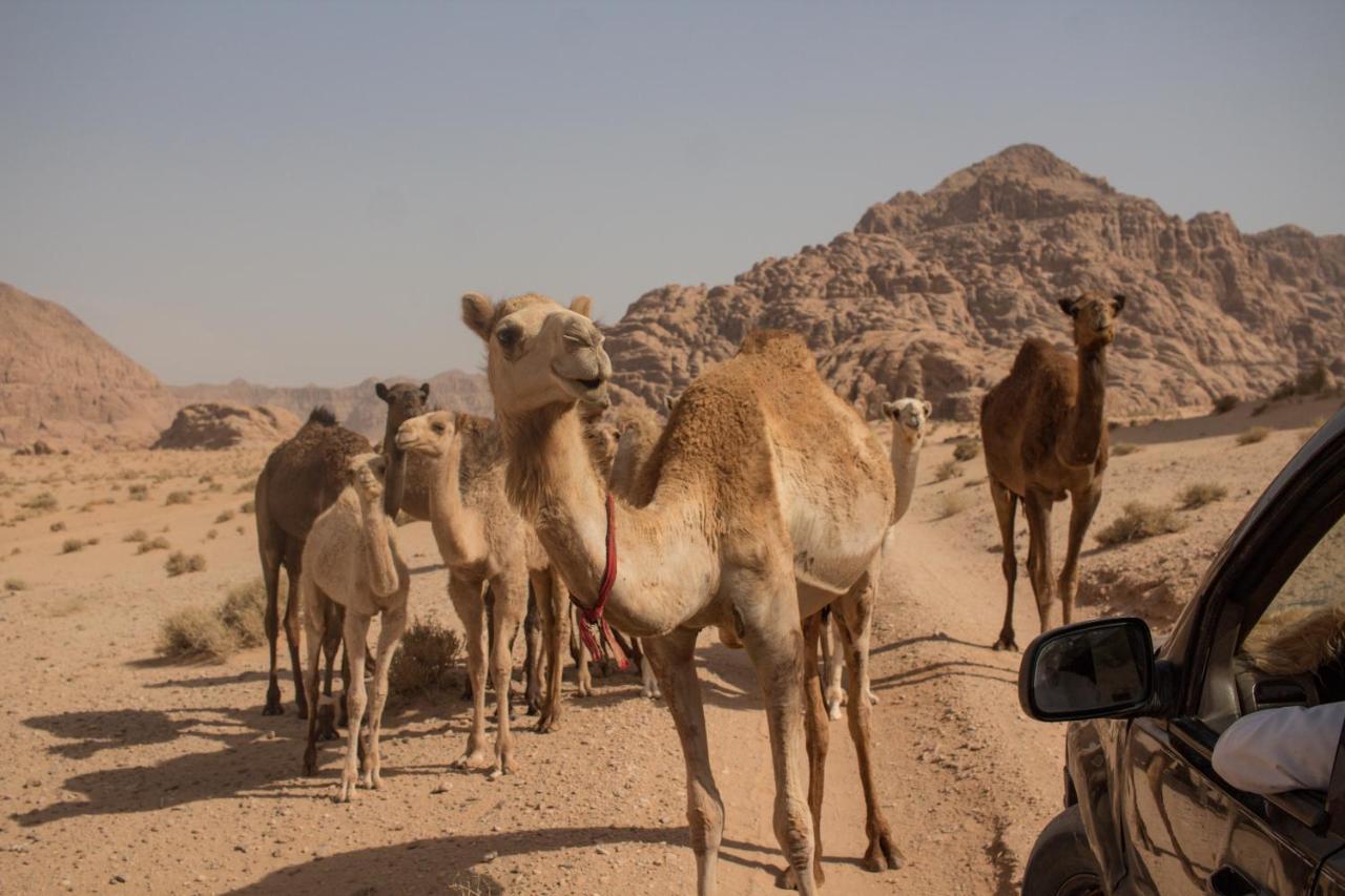 Bedouins Life Camp Hotel อคาบา ภายนอก รูปภาพ